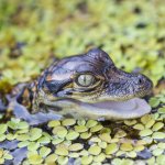 Baby Gator