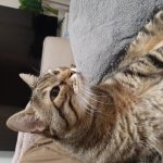 Tiger boiiii