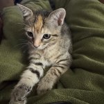 Baby Jane barn kitten
