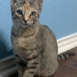 Baby Jane barn kitten cat