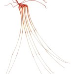 Sea spider