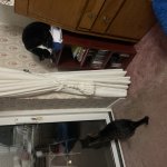 2 diffent cats