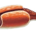 Extinct animal