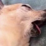 chihuahua make dead