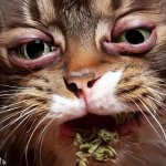 High Cat meme