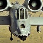 Warthog