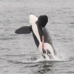 Whale time