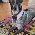 Beautiful Australian cattle dog named Bear