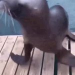 Dancing Seal GIF Template