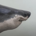 Cringe Shark