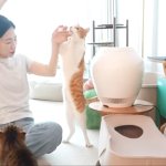 Thats a looooong kitteh meme