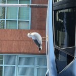 Seagull on car
