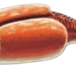 Nectocaris Pteryx