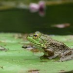 Bullfrog on a Lily Pad