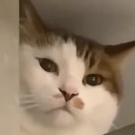 cat of judgment