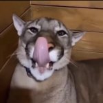 Lick GIF Template