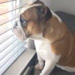 dog looking out window