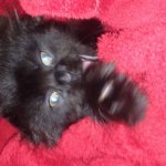 black scottish fold kitten