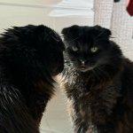 sooty the scottish fold