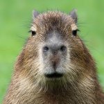 The Capybara of Bad News