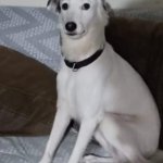 Olaf el perro