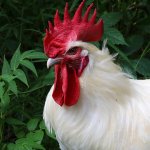 Chicken thoughts... meme