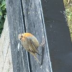 Robin looking