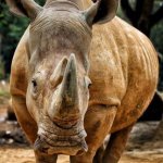 Rhino