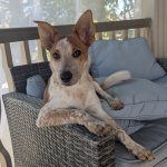 Dos Equis dog