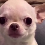 Evil Dog GIF Template