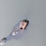 Beaver