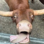 Bull with Tongue