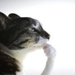 Cat Thinking