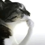 thinking cat