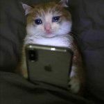 Sad kitty