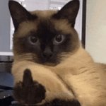 Look at my pissed-off cat!