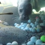 lost golf balls