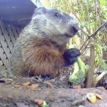groundhog with broccoli template