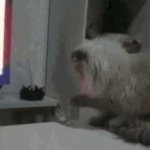 Cat knocking off glass GIF Template