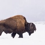 ?? ? | Big One Who Poops