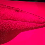 Lizzard Fish