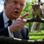 Trump Squirrel Master of Distraction meme