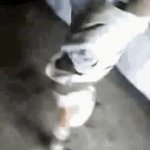 kid chili boi GIF Template