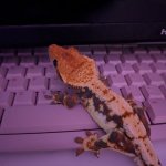 Gecko Computer Scientist