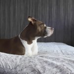 Happy Dog