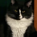 Crazy Cat