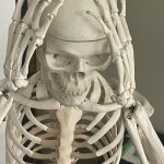 Skeleton