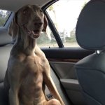 Hound backseat