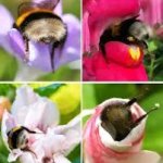 Bees sleeping in flowers