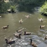 Ducks